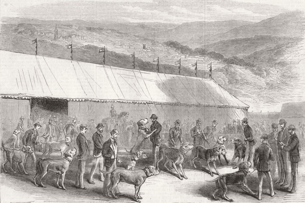 DEVON. County Agricultural Association show at Tavistock. Judging mastiffs 1877